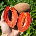 Mamey Sapote - 8-10lbs