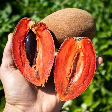 Mamey Sapote - 8-10lbs