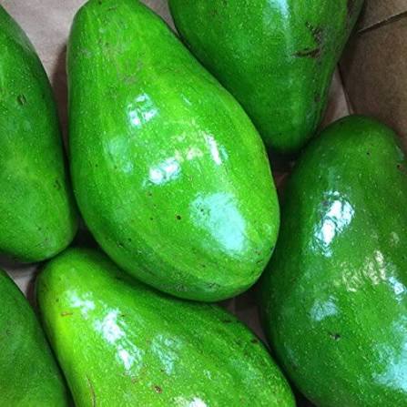 Large Florida Avocado - 8-10lbs